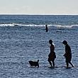 ハワイではワンちゃんのお散歩も海の中で!? 干潮ならではの光景です！
