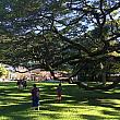 実はこの公園を隔てて、サマー・パレス、そしてハワイ大神宮があるんです。これは今年の元日、ハワイ大神宮（奥）の初詣の様子です。