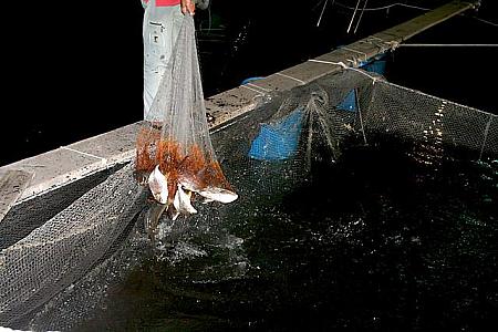 生簀へ投網をして魚を取ってみせることもおこなわれていました。新鮮さが違いますね！ 
 
