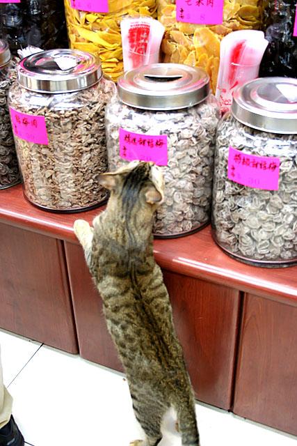 あれ、猫ちゃんも興味津々？ 
