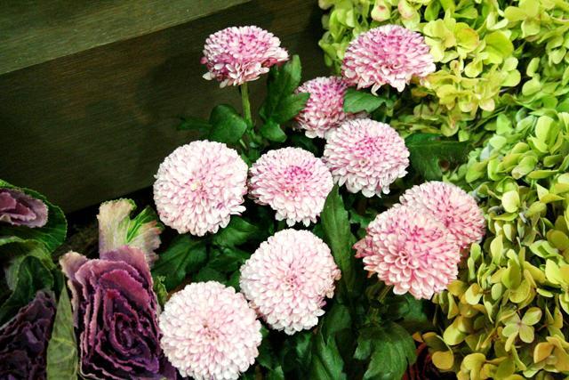 日本輸出用に生産されたマレーシア産のピンポン菊