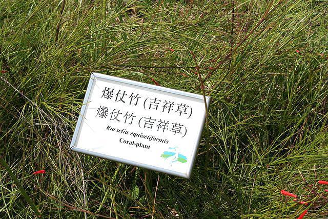 『爆仗竹』という名前のとおり、