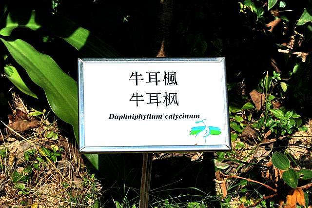 『牛耳楓』という我々日本人にも想像しやすい植物などなど変わったものが多くありました。