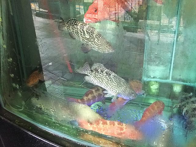 水槽のようす