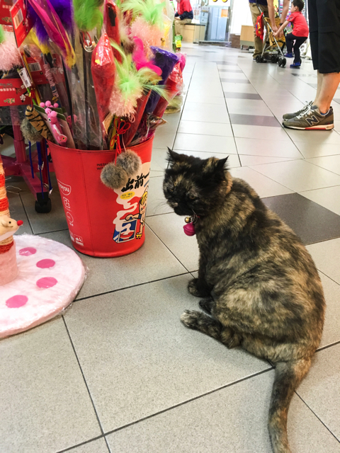 ペットショップの看板猫ちゃん