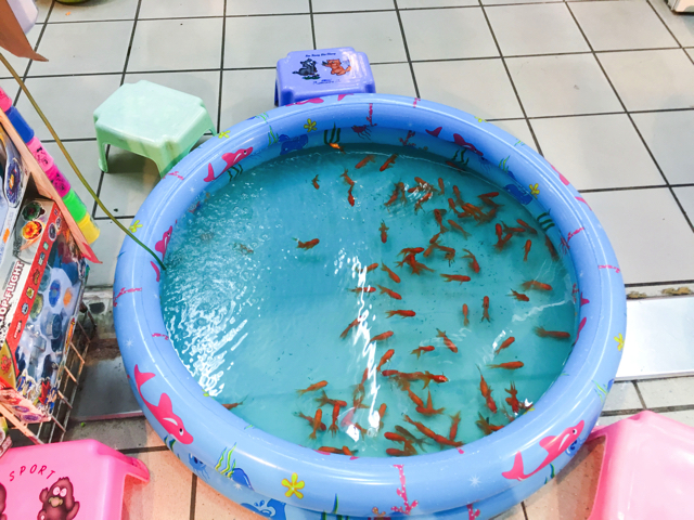 そしてなぜか金魚すくいも...