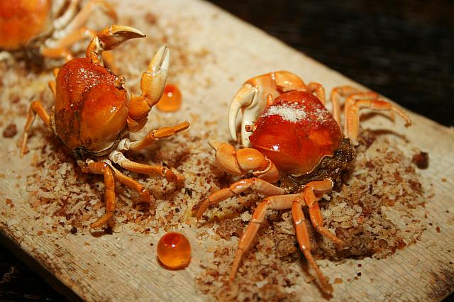 本当に砂浜を歩いているかのような「suntanned crabs」