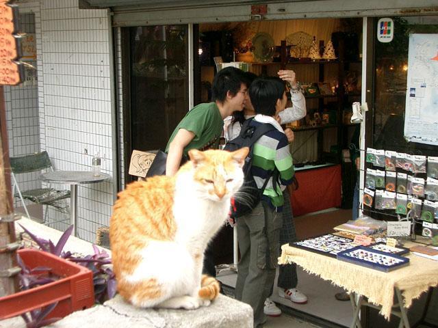 もちろんネコものーんびり。