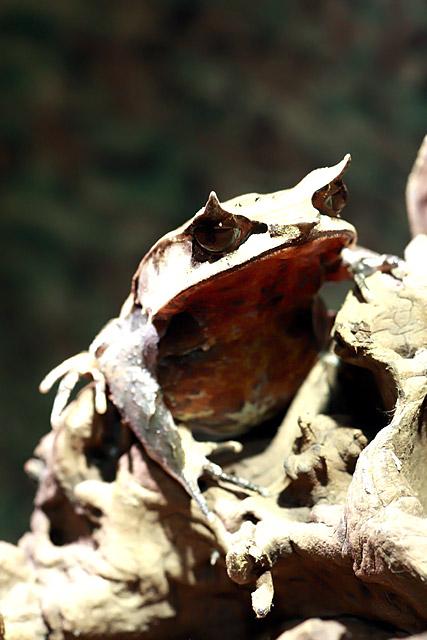 Long Nosed Leaf Frog<br>野武士を思わせるような精悍なりりしいシェイプですねー男らしい！（って、オスかどうかはわかりません…）\\n