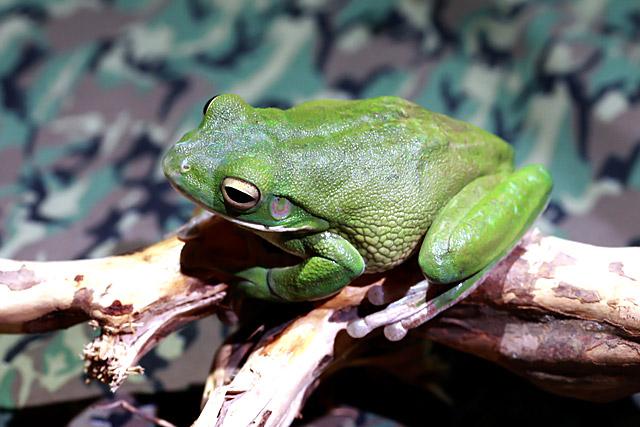 White Lipped Tree Frog
<br>表面がまだ青いみかんの皮みたいですね。太ももがむっちりして、高くジャンプしそう。
