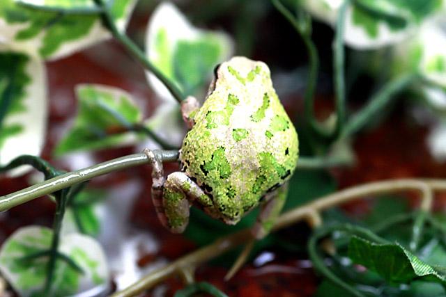 Japanese Tree Frog
<br>やっぱりちょっとシャイで背中を向けているのは、日本の蛙？？
