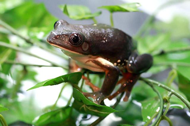 Star eyes Frog<br>さすが、“スターアイズ”というだけあって、潤んだ瞳が輝いています。\\n