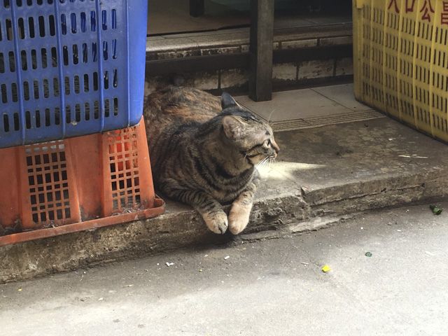 島の猫たちもどこか幸せそう。