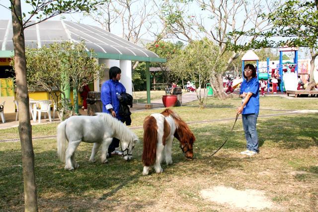 公園内にはポニーもいます