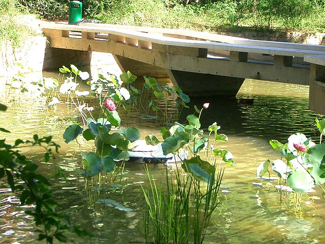 公園の中を散歩するだけで気分もゆったり。朝しか咲かない蓮の花をエンジョイしてください。