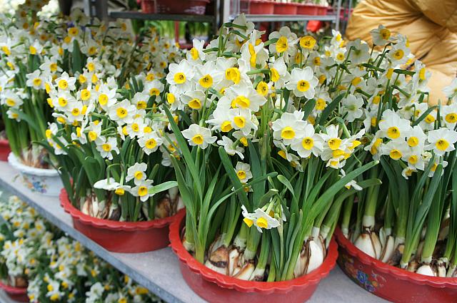 水仙も旧正月に人気のお花です。家内安全を意味するそうです。