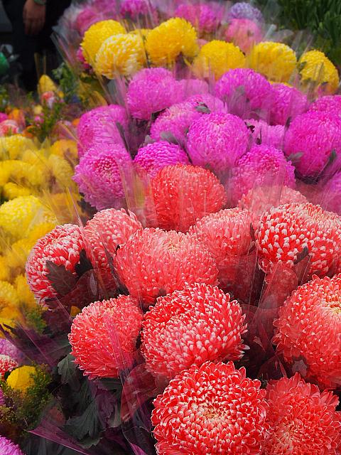 でもさすがに花市というだけあって、旧正月用のきれいな花がたくさん！