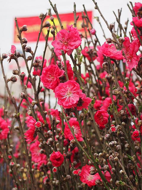 桃の花もきれいに咲いていましたよ。旧正月にはまだ1週間弱あるので、これはちょっと早く咲きすぎですけど（笑)。