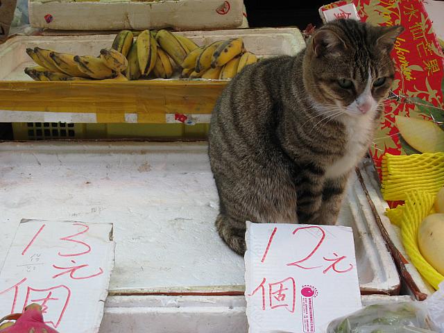 このネコちゃんはお店番？それとも招きネコかな？？