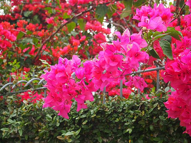 西鉄を利用すれば、天水圍までは尖沙咀から30分ほどで行くことができます。いつもと違う香港を楽しみたい方は、ぜひ訪れてみてくださいね。