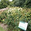 「イングリッシュローズボーダー」には、１カ所に数十種類のバラがまとめて植えられていました