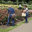 クィーンメアリーズ・ローズガーデンには400種、3万本のバラが植えられています
