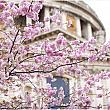 ロンドン市内でお花見ができるスポット4 桜 ロンドン公園