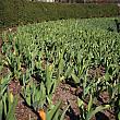 コンサバトリーガーデン内の大量のチューリップ。開花時期は例年4月から5月。<br>満開になったら見ごたえありそうです。