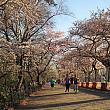 気温が一気に上がった今週末。セントラルパークの吉野桜も満開。