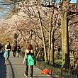 桜は公園内のいたるところで見ることができます。これはレザボア付近（90丁目と5番街）
