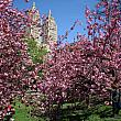 セントラルパークの桜の名所の一つにやってきました。満開です♪