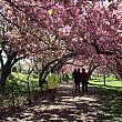 桜が両脇に植えてある小道が数百メートル続いています。通り抜けできますよ～。