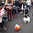 10月22日に開催された恒例のハロウィーンドッグパレードでは、
