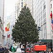 ニューヨーク証券取引所もクリスマスツリーの準備中。<br>1923年から続く伝統のあるツリーです。