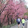 美しい桜の下をジョギングする人達でいっぱいです。