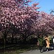 NYの桜の季節まだ続きます。セントラルパークでも桜は楽しめます。