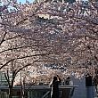 2つ目は桜！暖かくなるのが遅い今年のニューヨークも、やっと桜の季節です。<br>ソメイヨシノはピークまっただなか（4月20日撮影）。