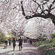 そして、今の時期のセントラルパークの楽しみは桜！<br>見事に満開です。場所は90丁目と5番街入口付近です。