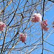 これはフランスの桜。八重桜のような花です。意外と早かった（？）今年の春到来です。