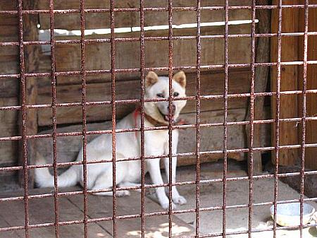 「トンイ」でも、この「プンサンゲ」、台詞の中で出てくるシーンが。