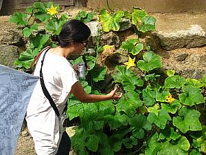この南瓜の花ひとつにまで、丁寧なお話を。