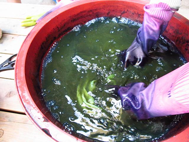 タライの中では緑。空気に触ると藍色に。