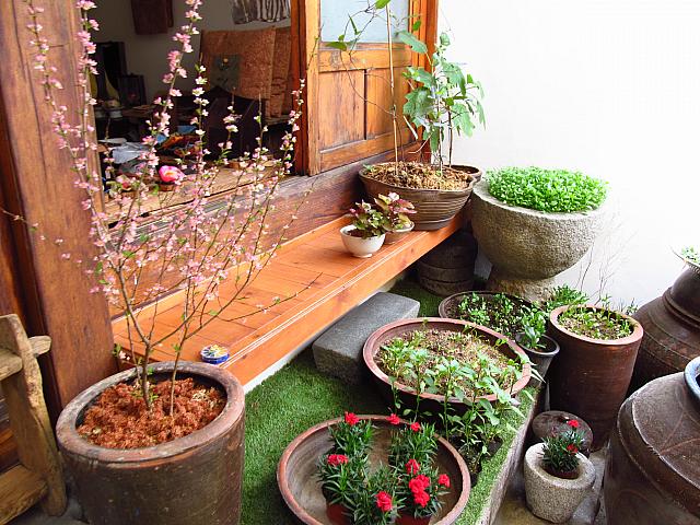 植木の中には、染料の原料となる草花も。