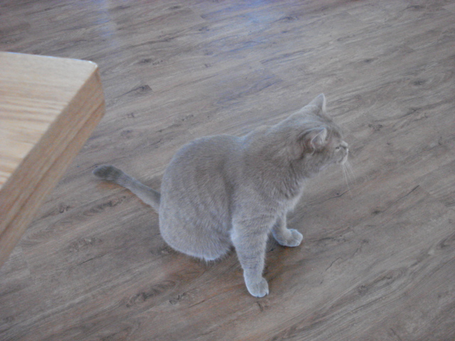 こちらの猫は他の猫の1.5倍ぐらいの大きさでした