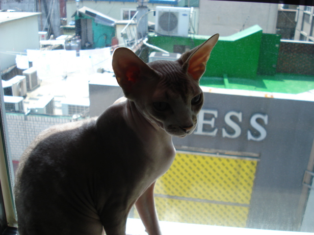 こんな珍しい猫まで！確かスフィンクスという名前だったと。