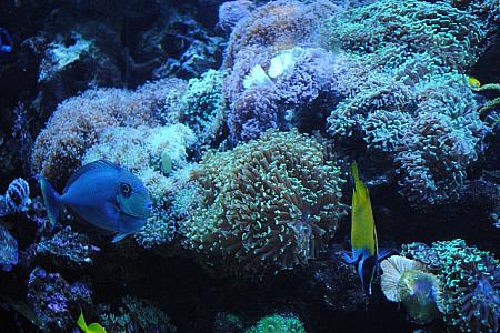 色鮮やかなサンゴ礁にかこまれて、カラフルなお魚もたくさん！