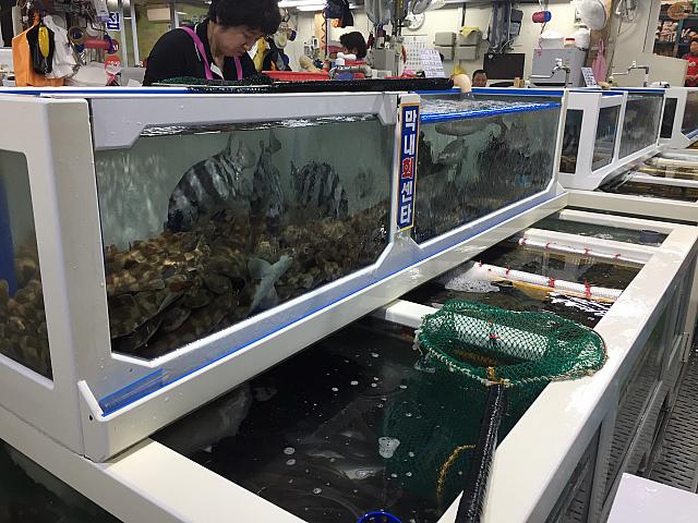 活きのいい魚を選びましょう！