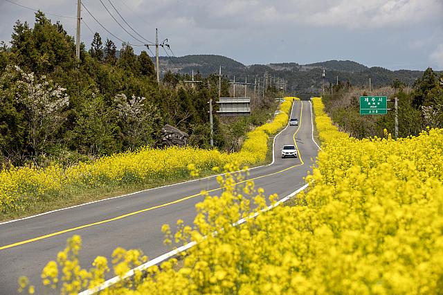 緑山路菜の花道　©韓国観光公社