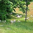 タンタンのソウル風景イゴッチョッ・第２４回「タンタン、羊さん、牛さんに会いに行く～！」