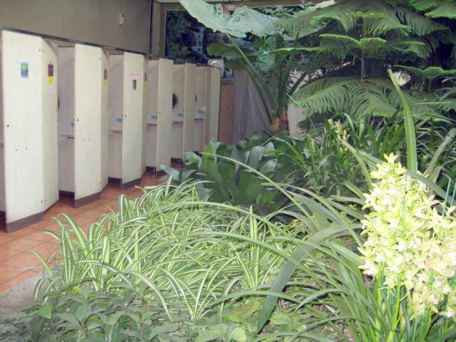 ＜トイレの中も暖房ガンガンで植物も＞